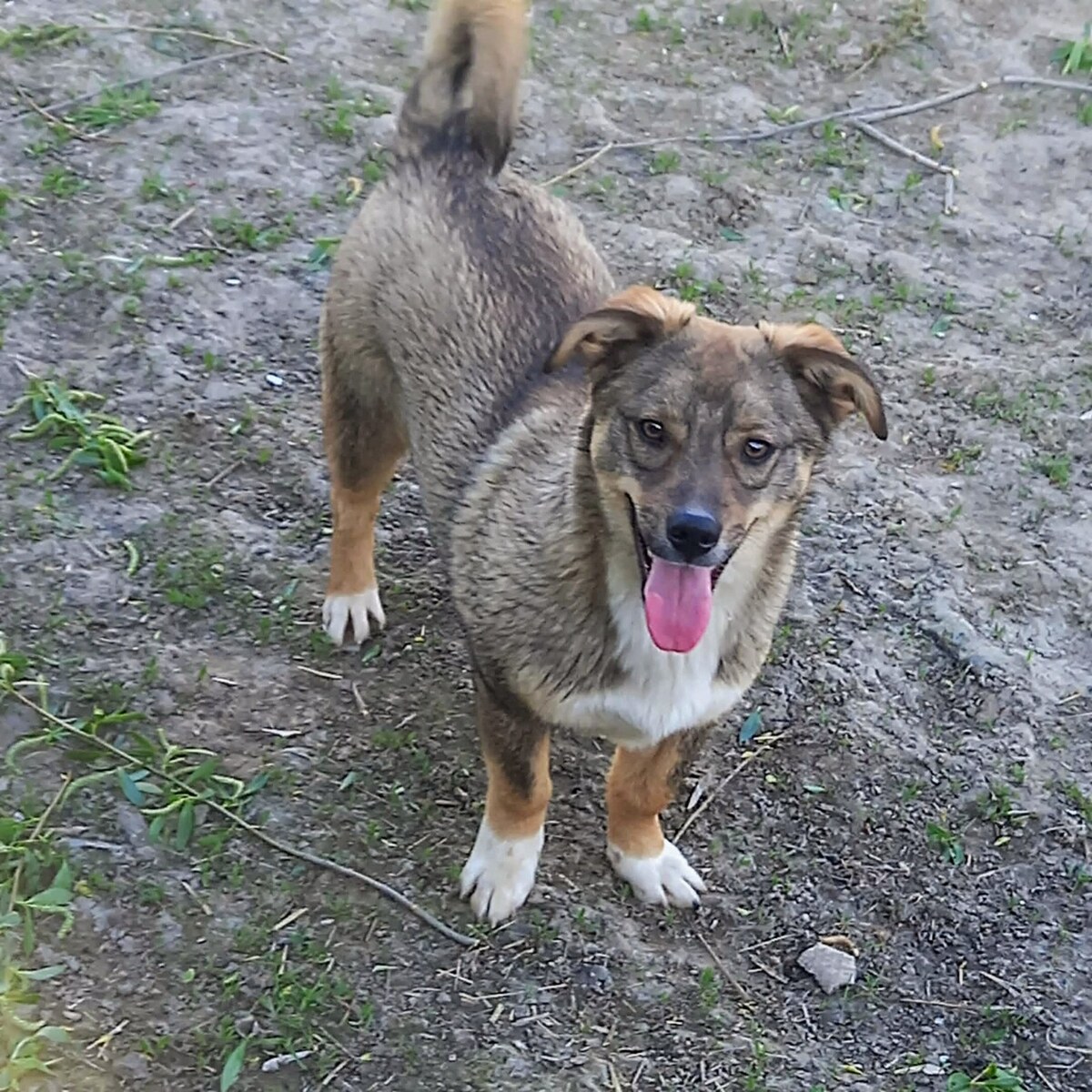 Adoption Ernesto