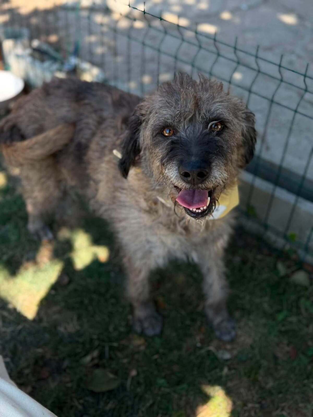 Adoption Frisette