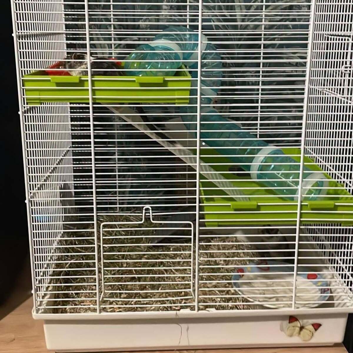Adoption Tic & Tac 