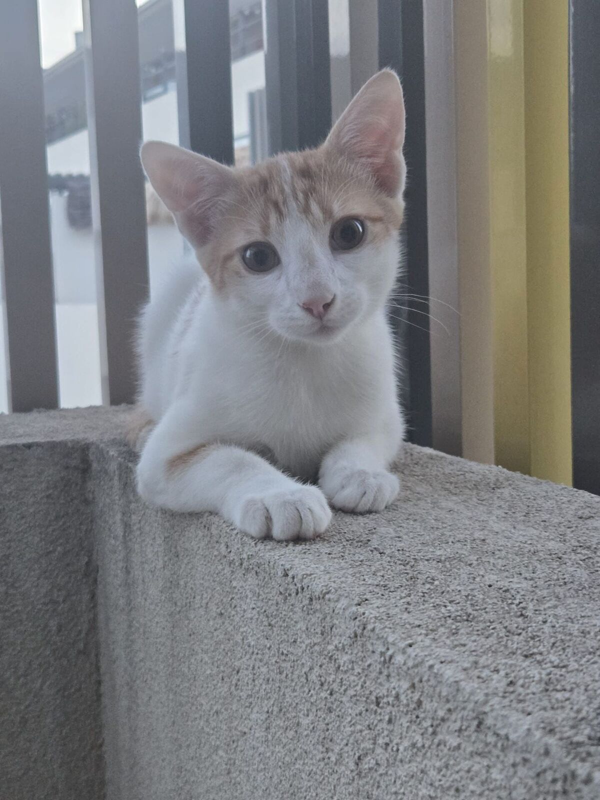 Adoption Baboune