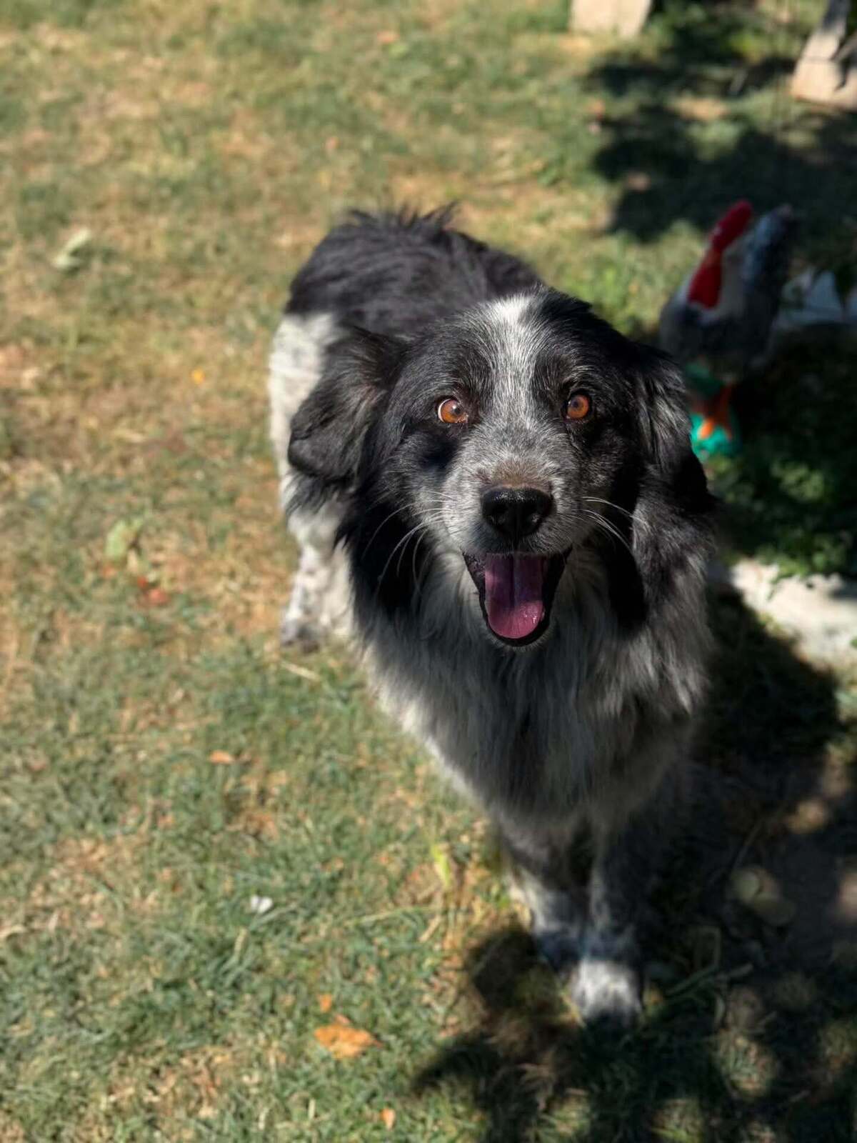 Adoption Domino
