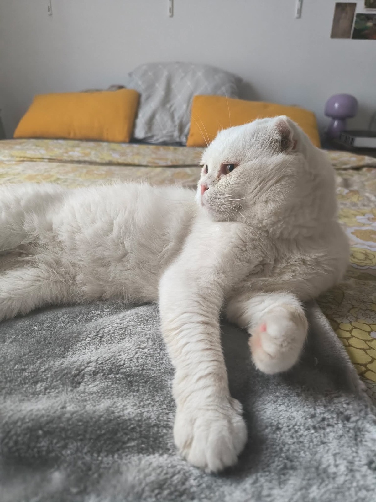 Adoption Nestor