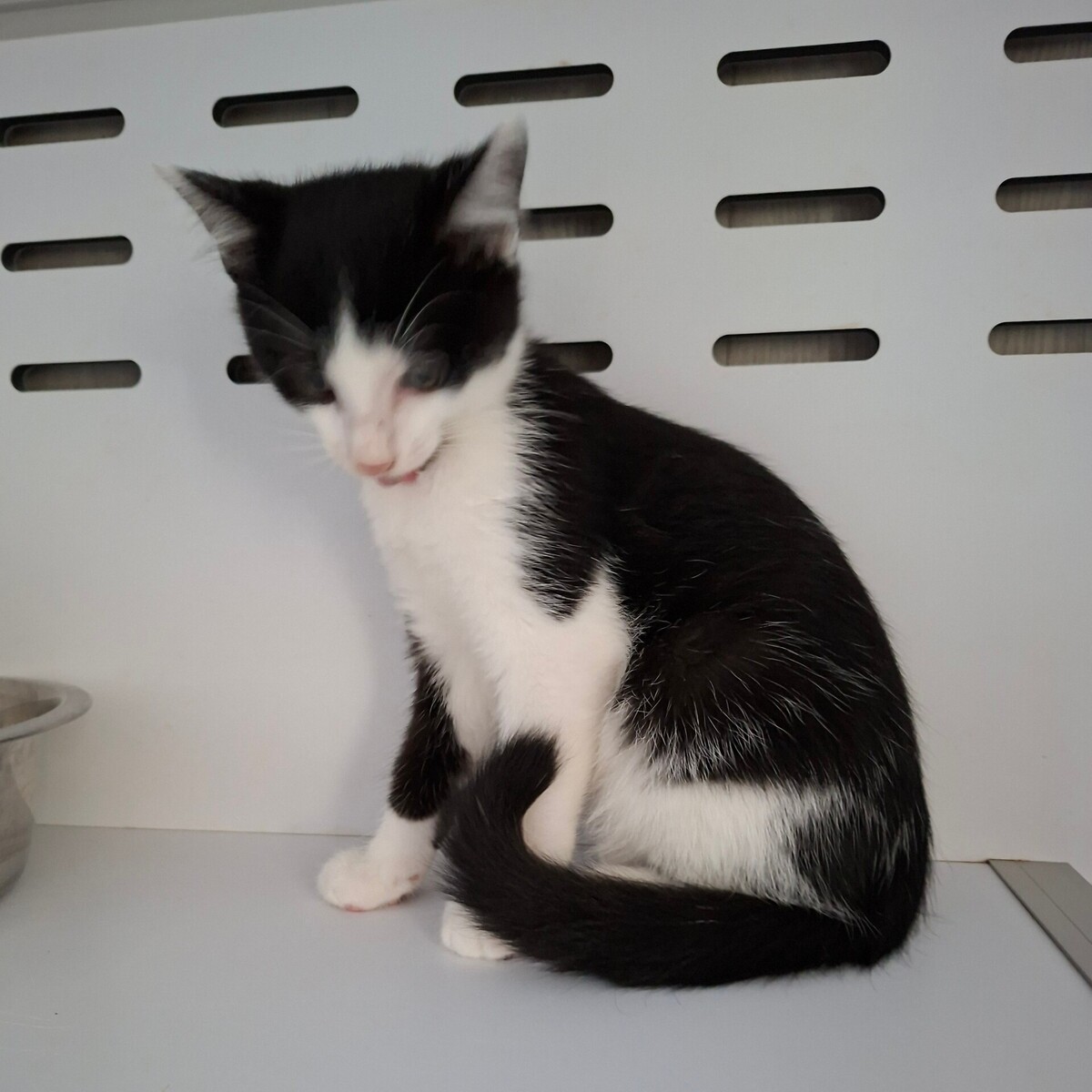 Adoption Bagdad