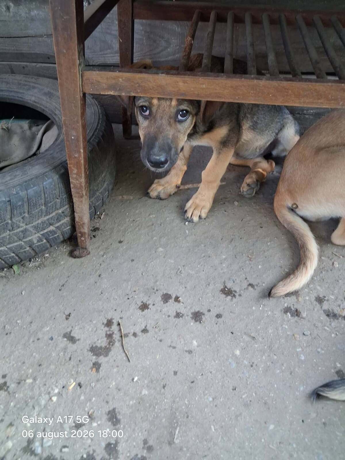 Adoption Reyna