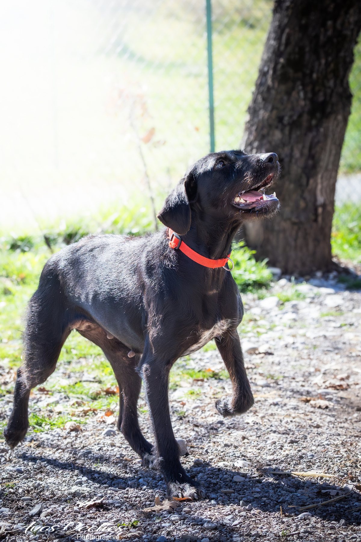Adoption Nova