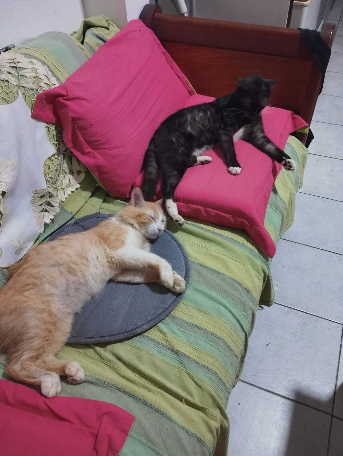 Adoption Willy