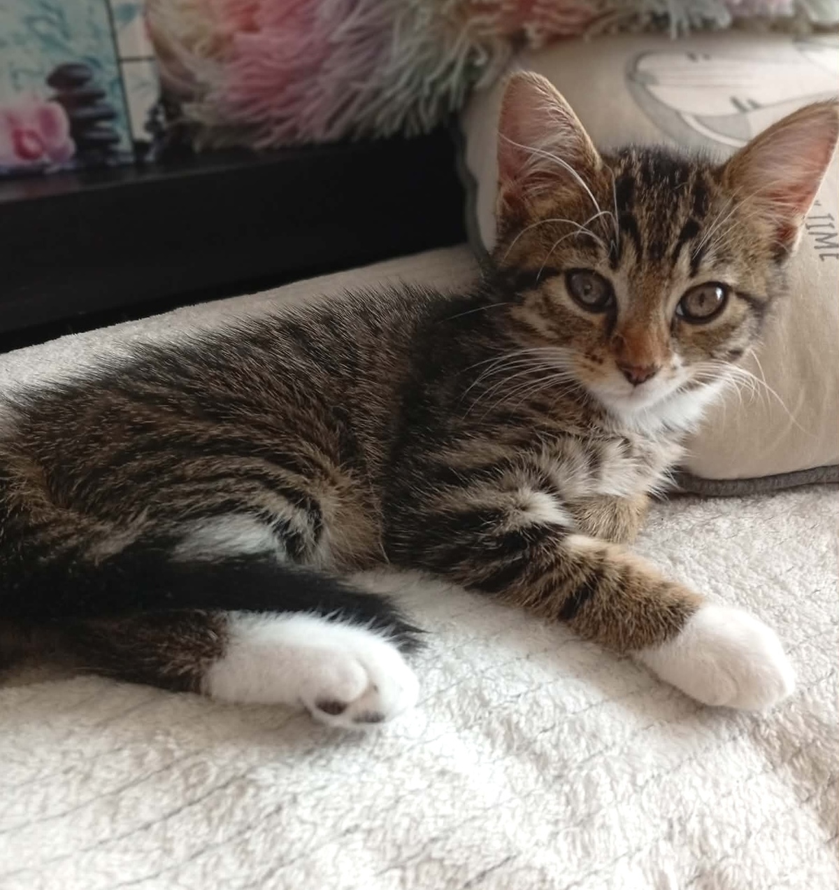 Adoption Buffy