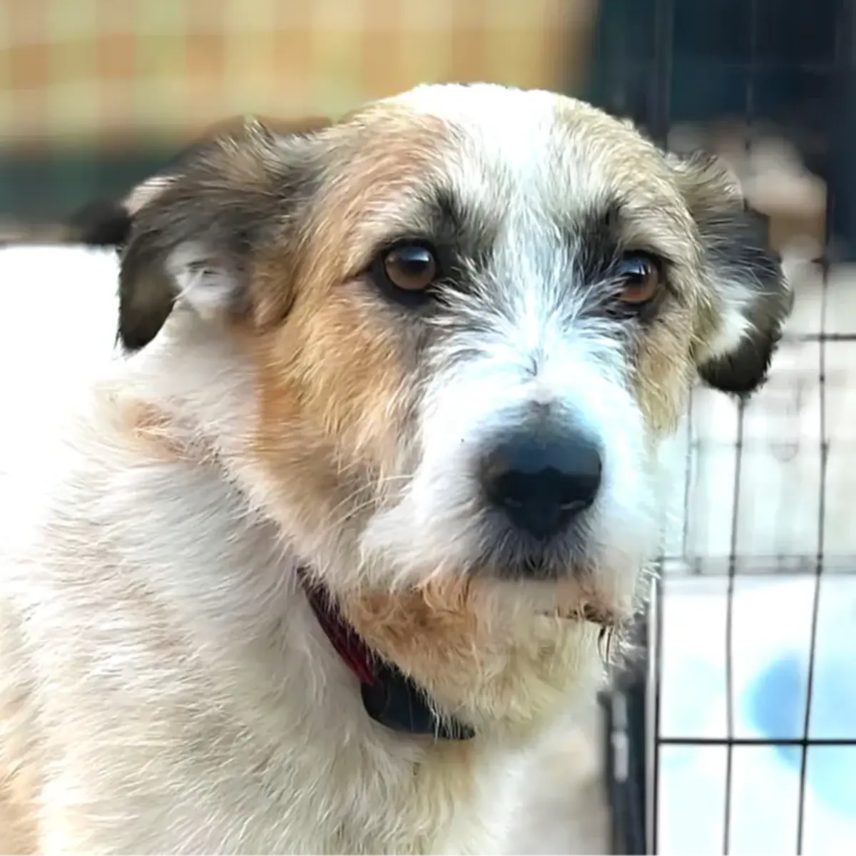 Adoption Manille