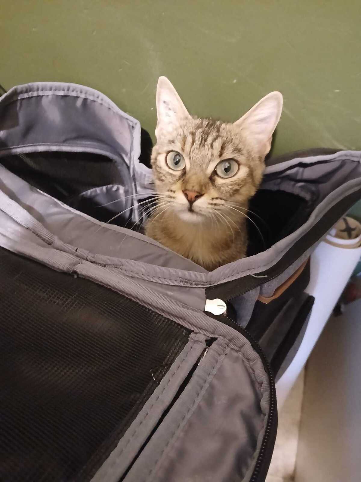 Adoption Mai Mai