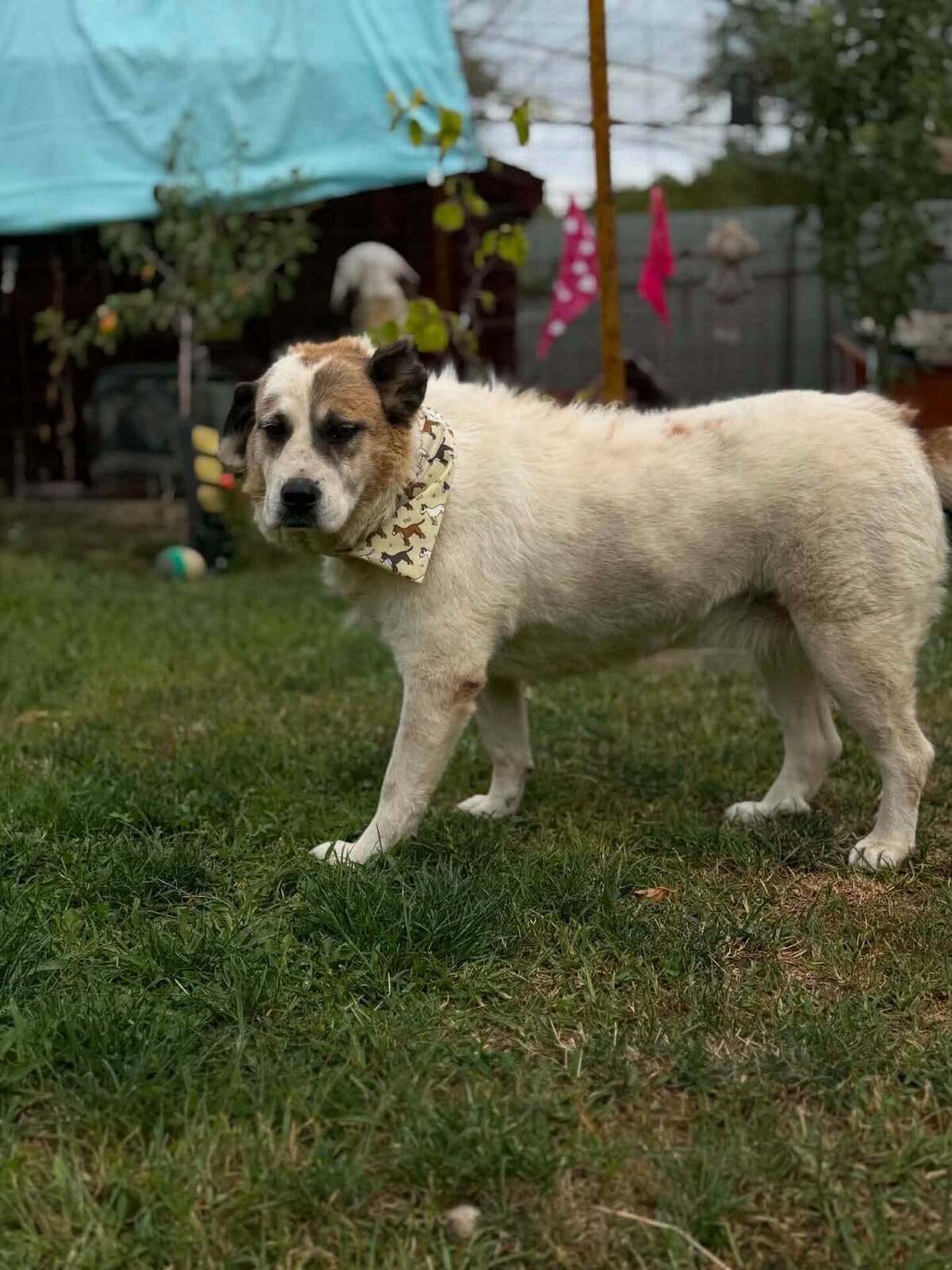 Adoption Orme