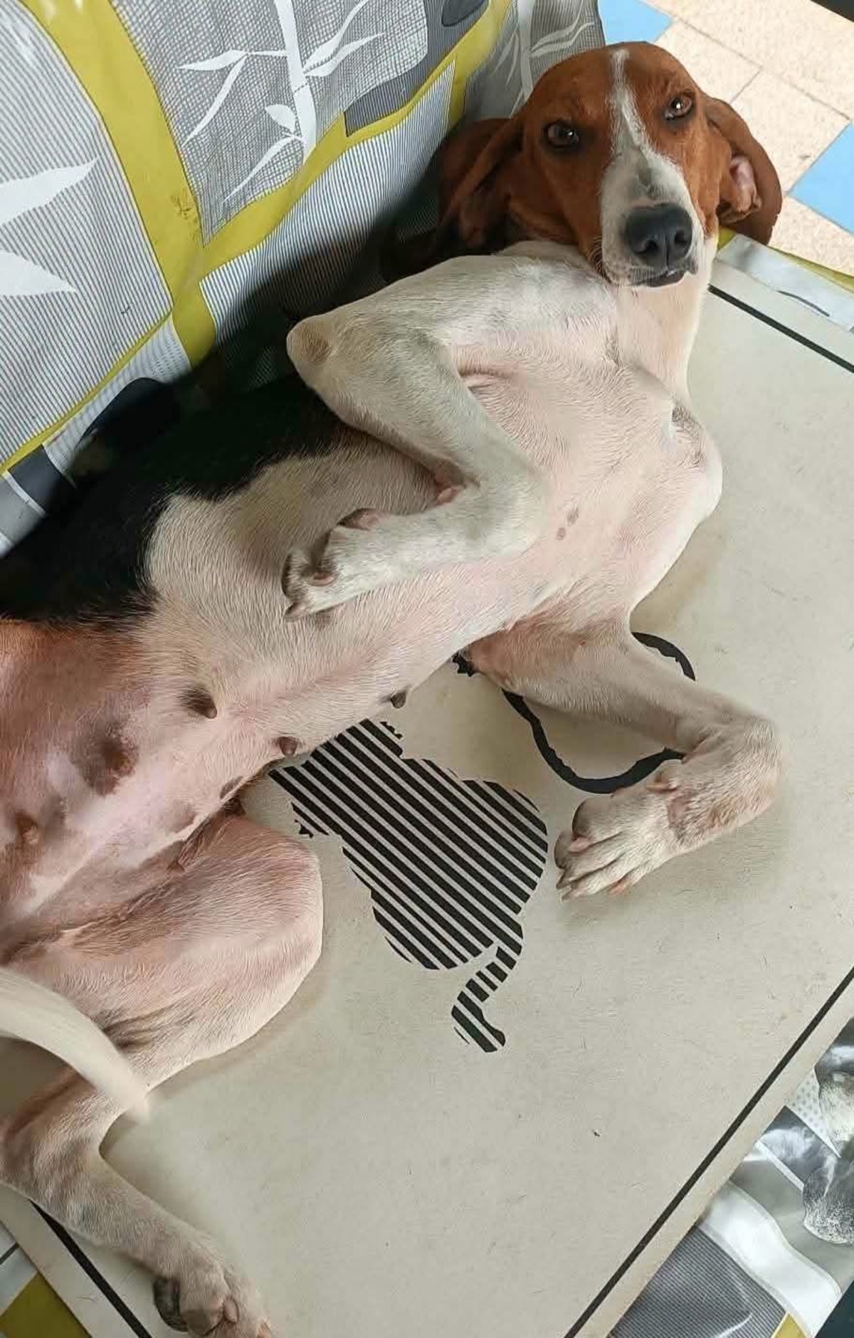 Adoption Bahia