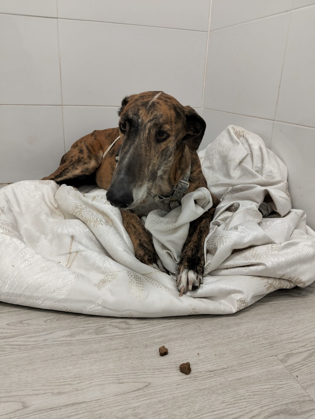 Adoption Juqueton