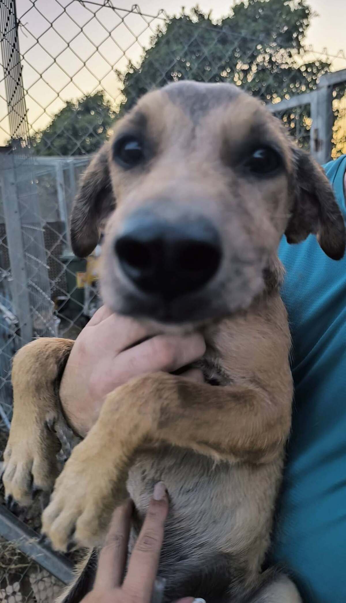 Adoption Sandía