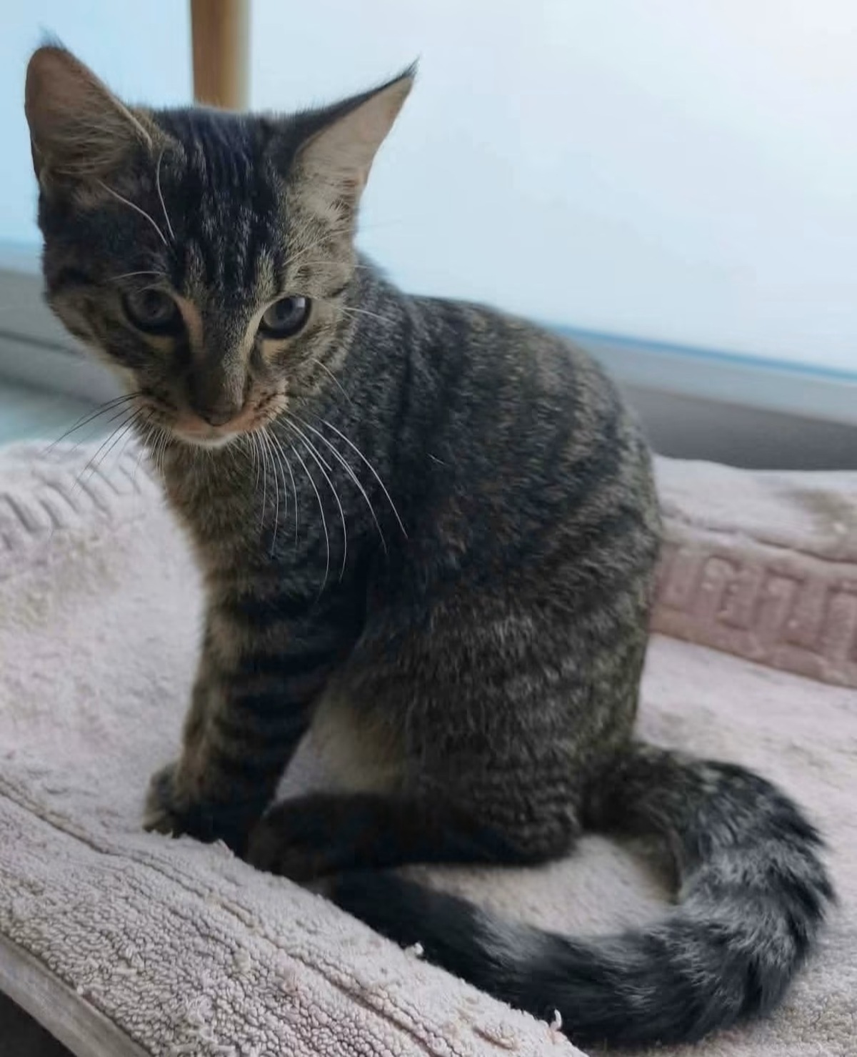 Adoption Pitchou