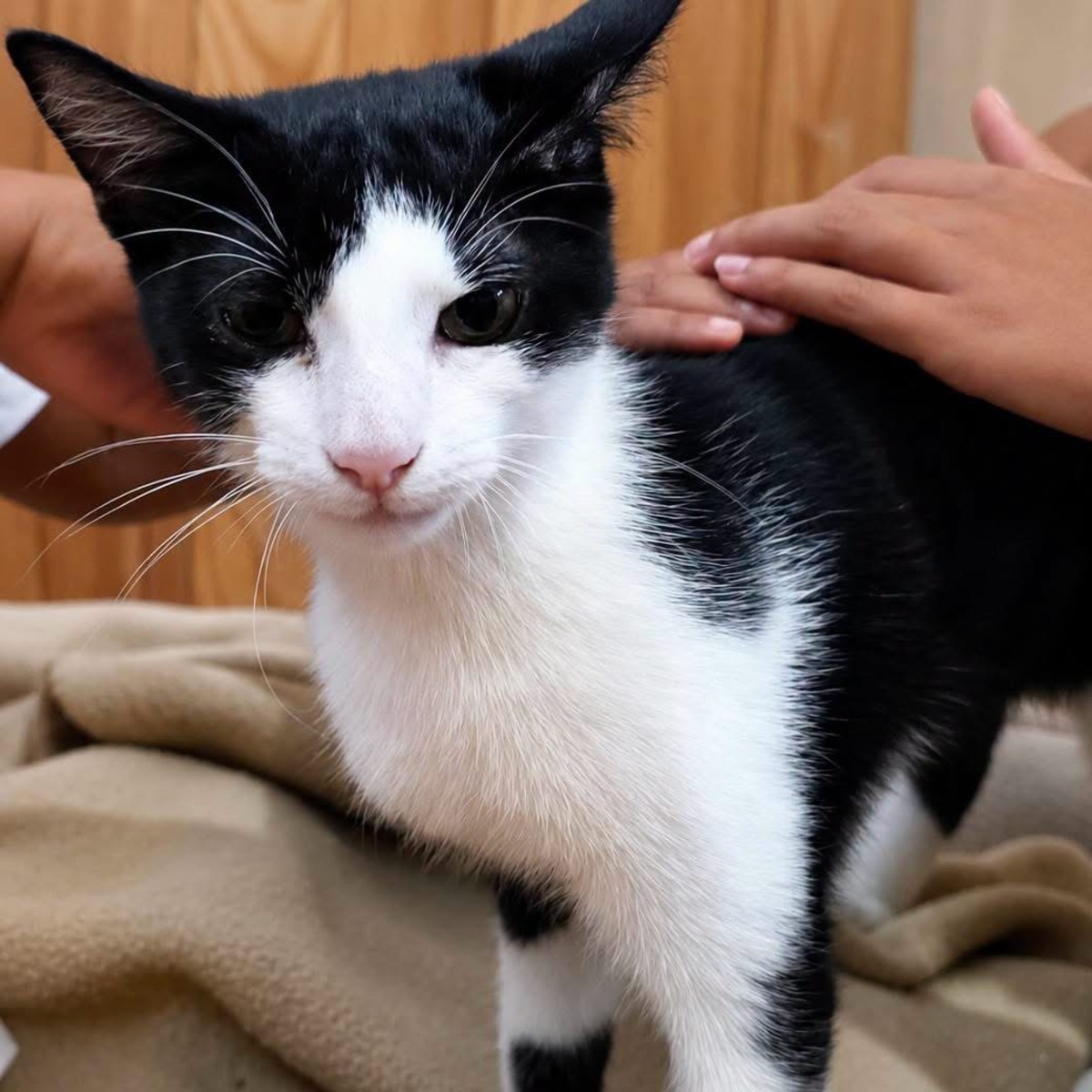 Adoption Hector