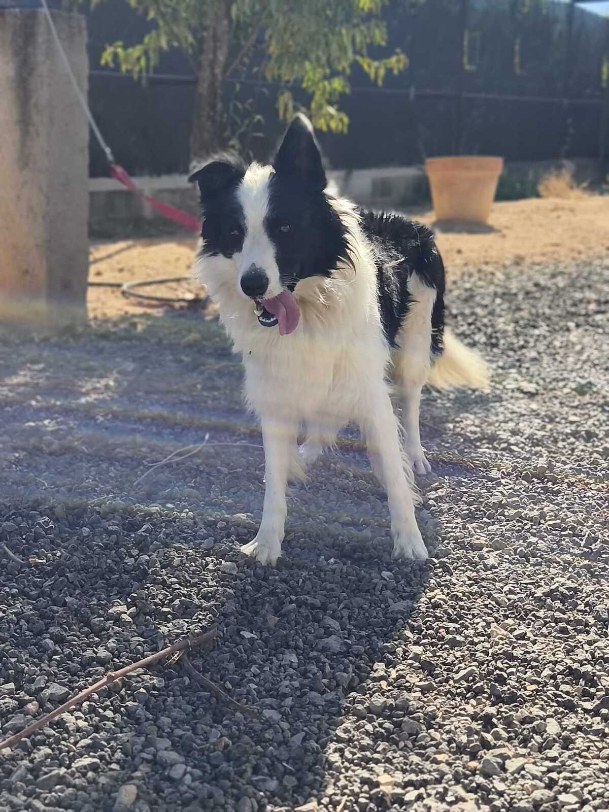 Adoption Emax