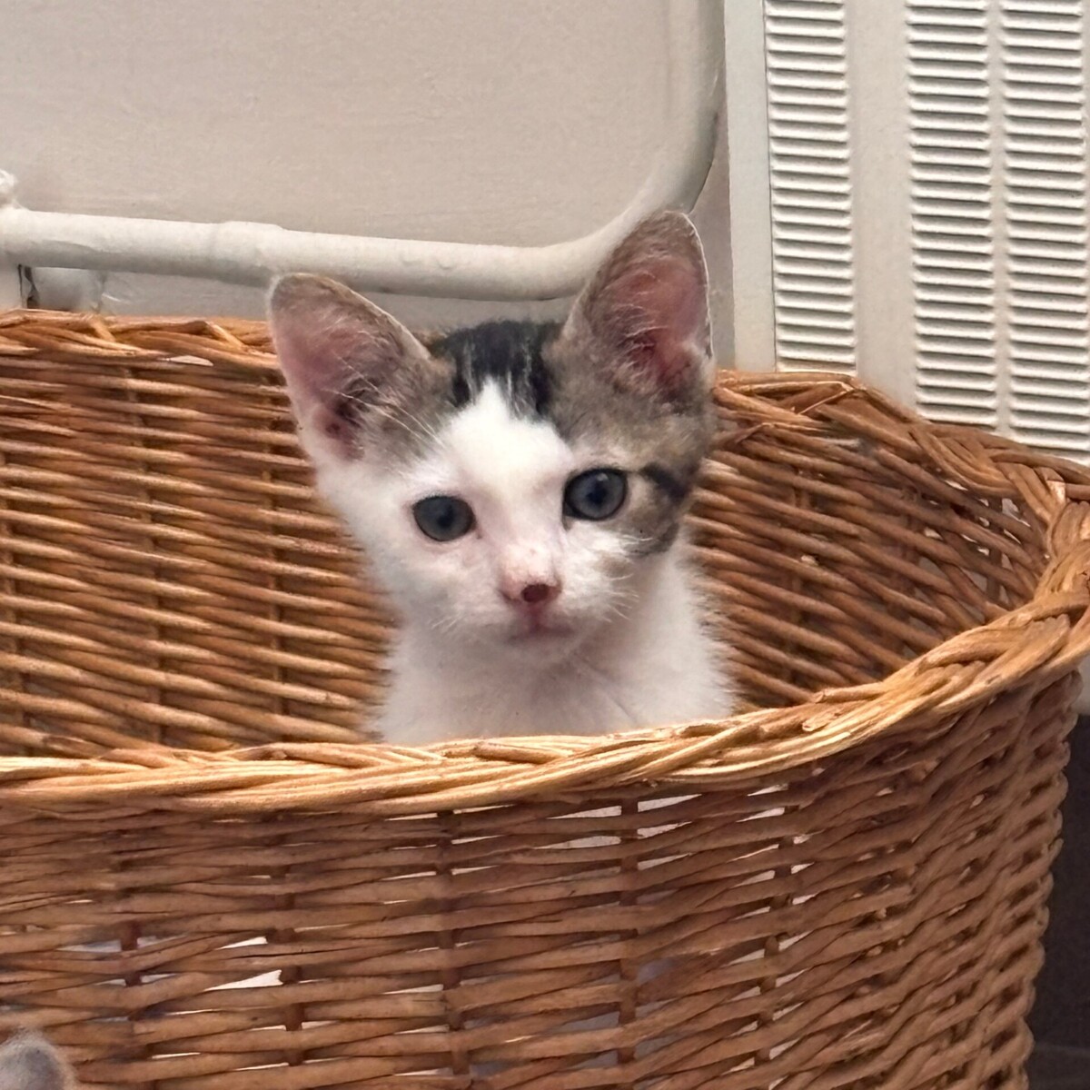 Adoption Bourbon