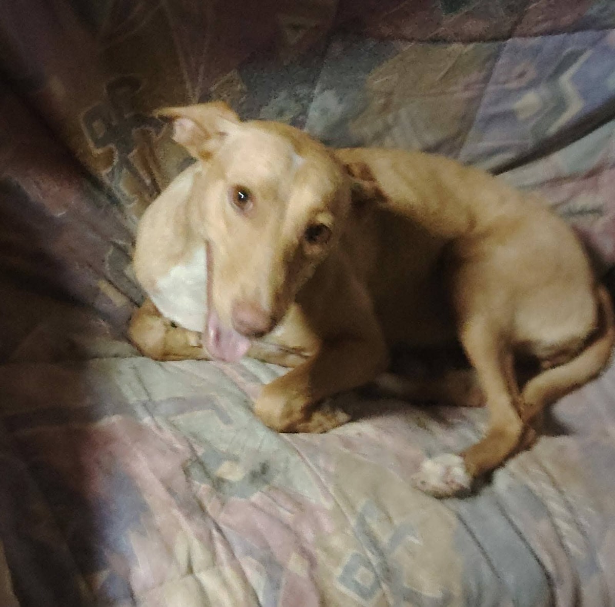 Adoption Cloe