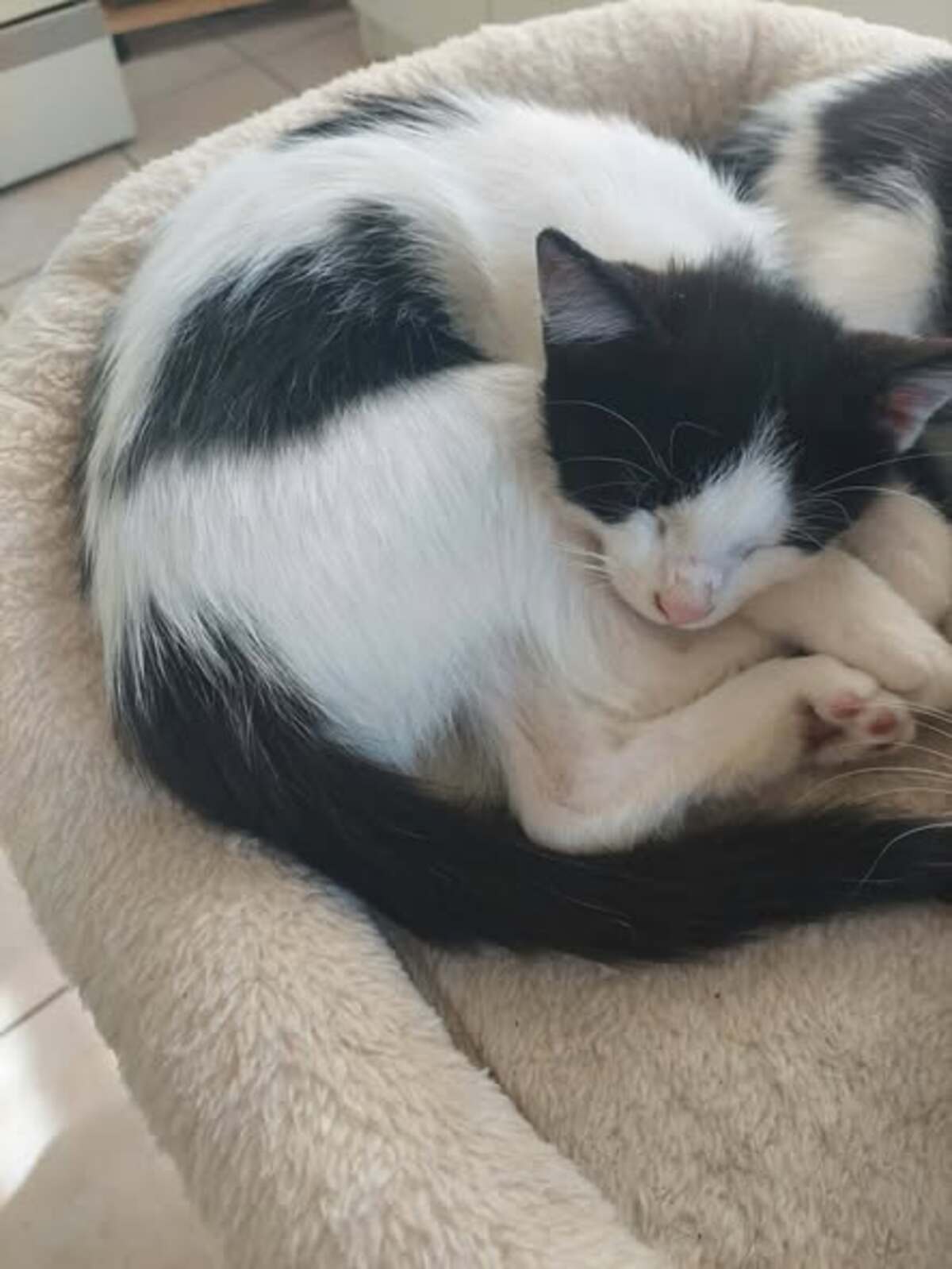 Adoption Byron