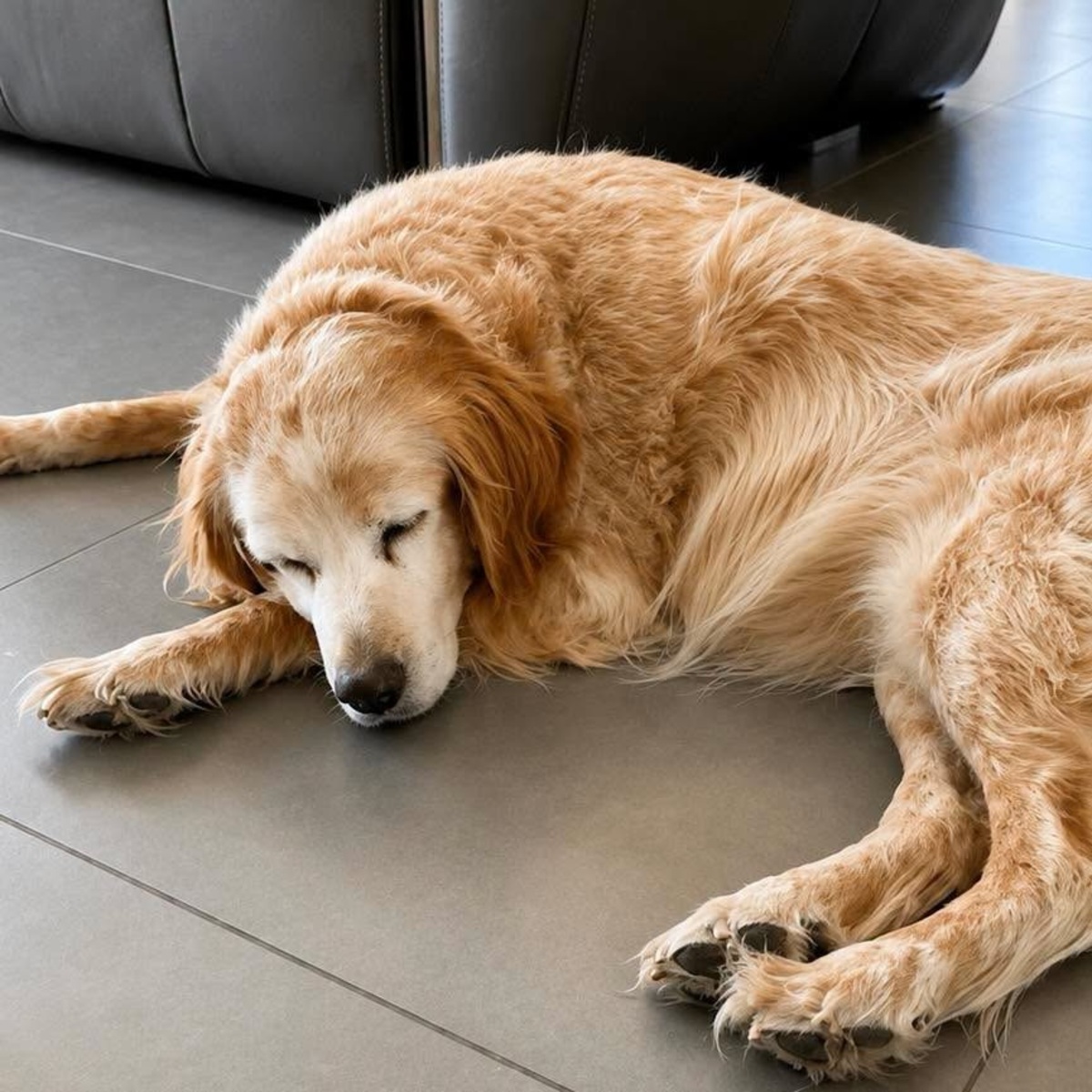 Adoption LOUNA