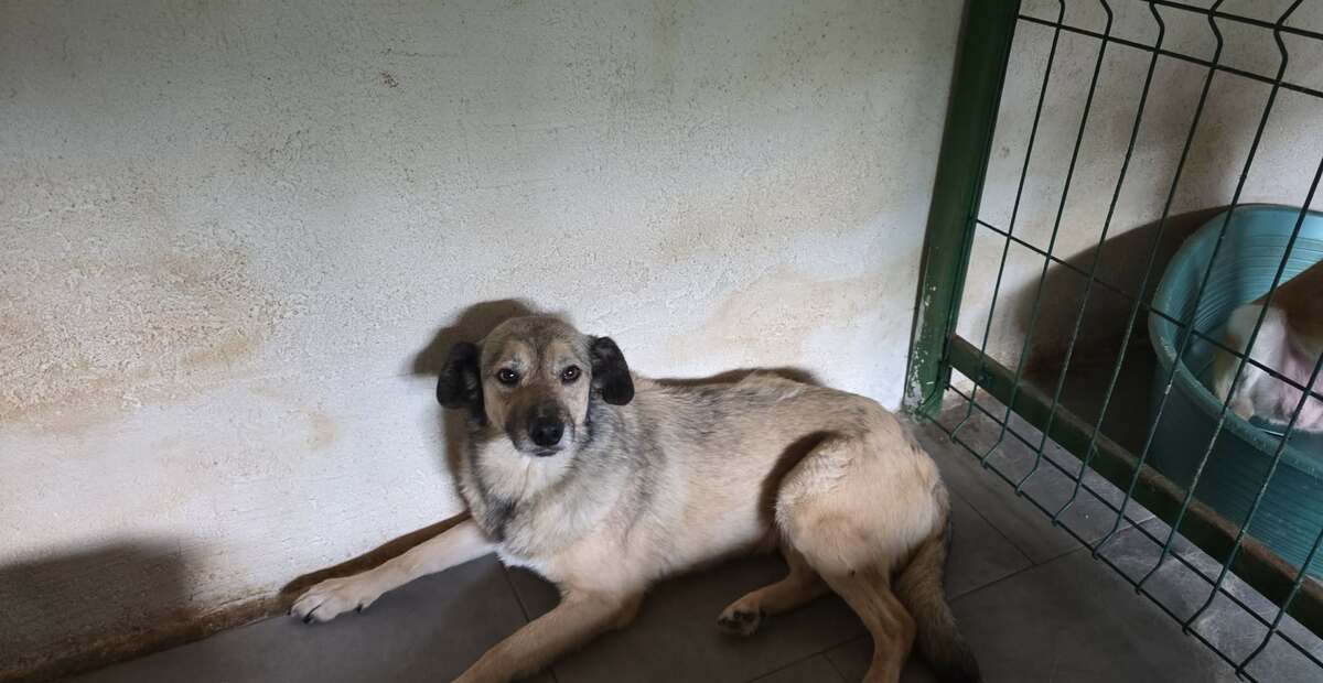 Adoption Surica