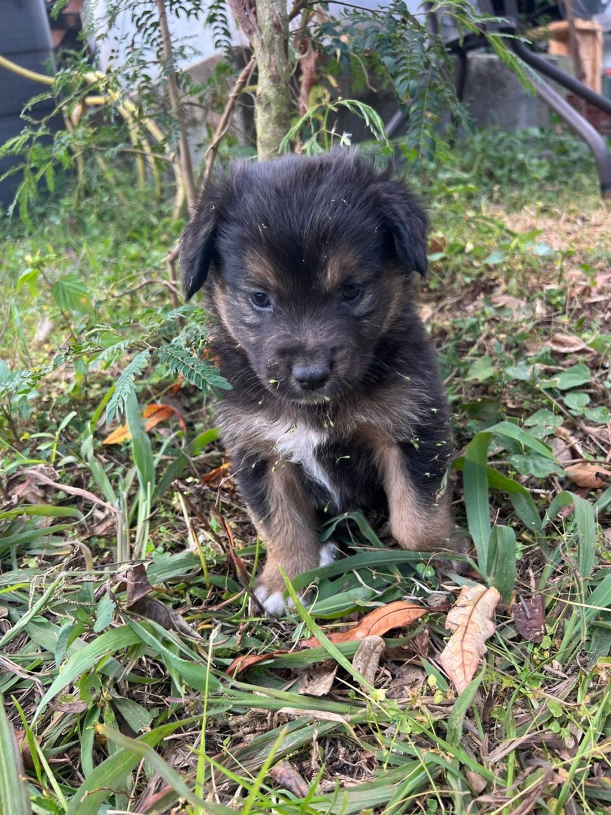 Adoption Picolo