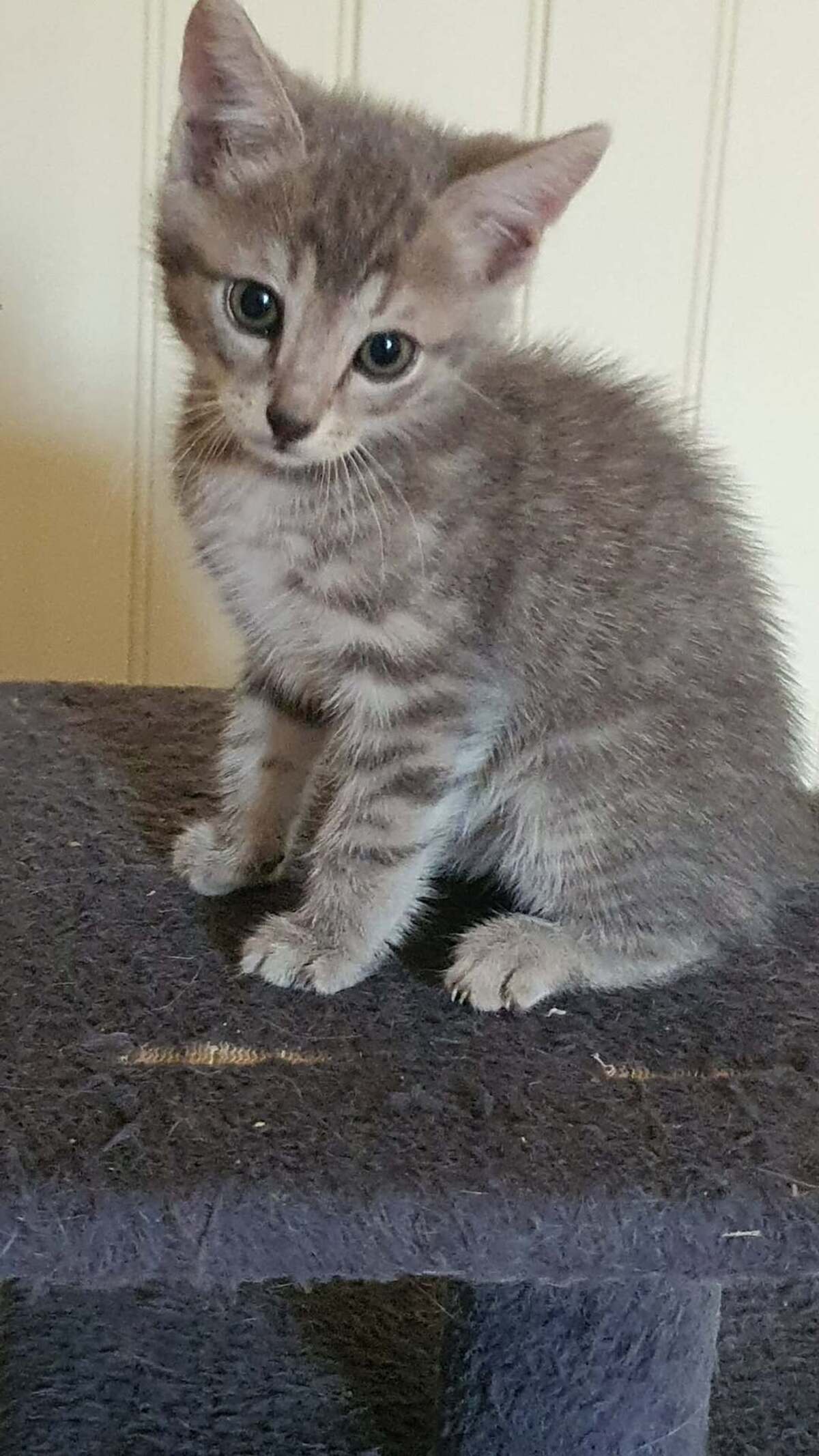 Adoption grison