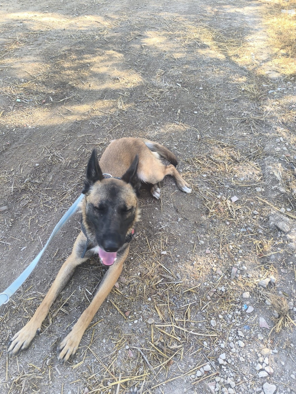 Adoption Nelson 