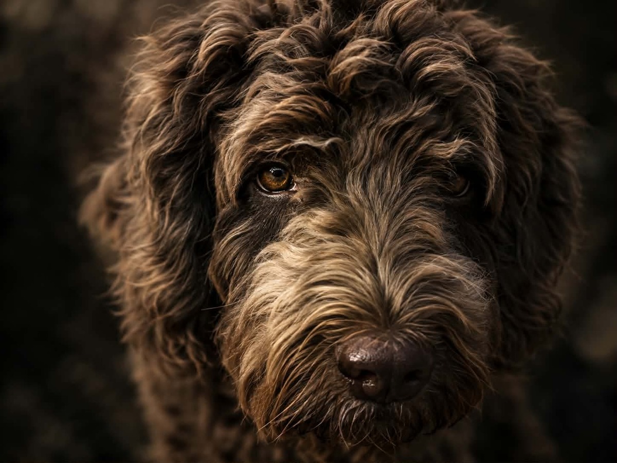 Adoption Scooby