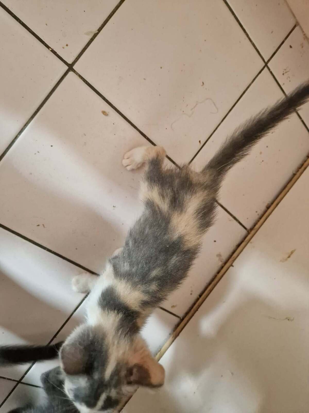 Adoption Daphnée
