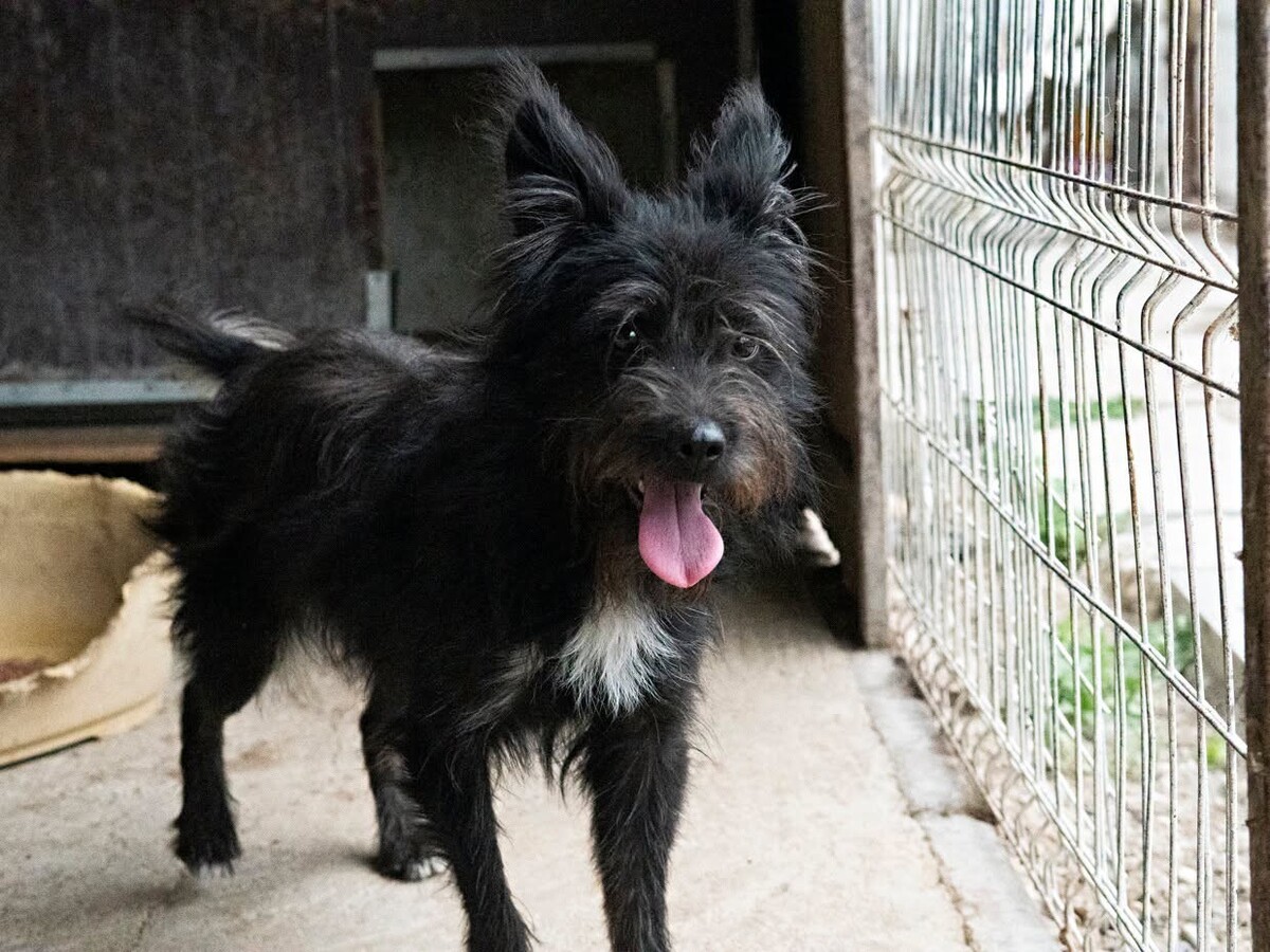 Adoption Rita