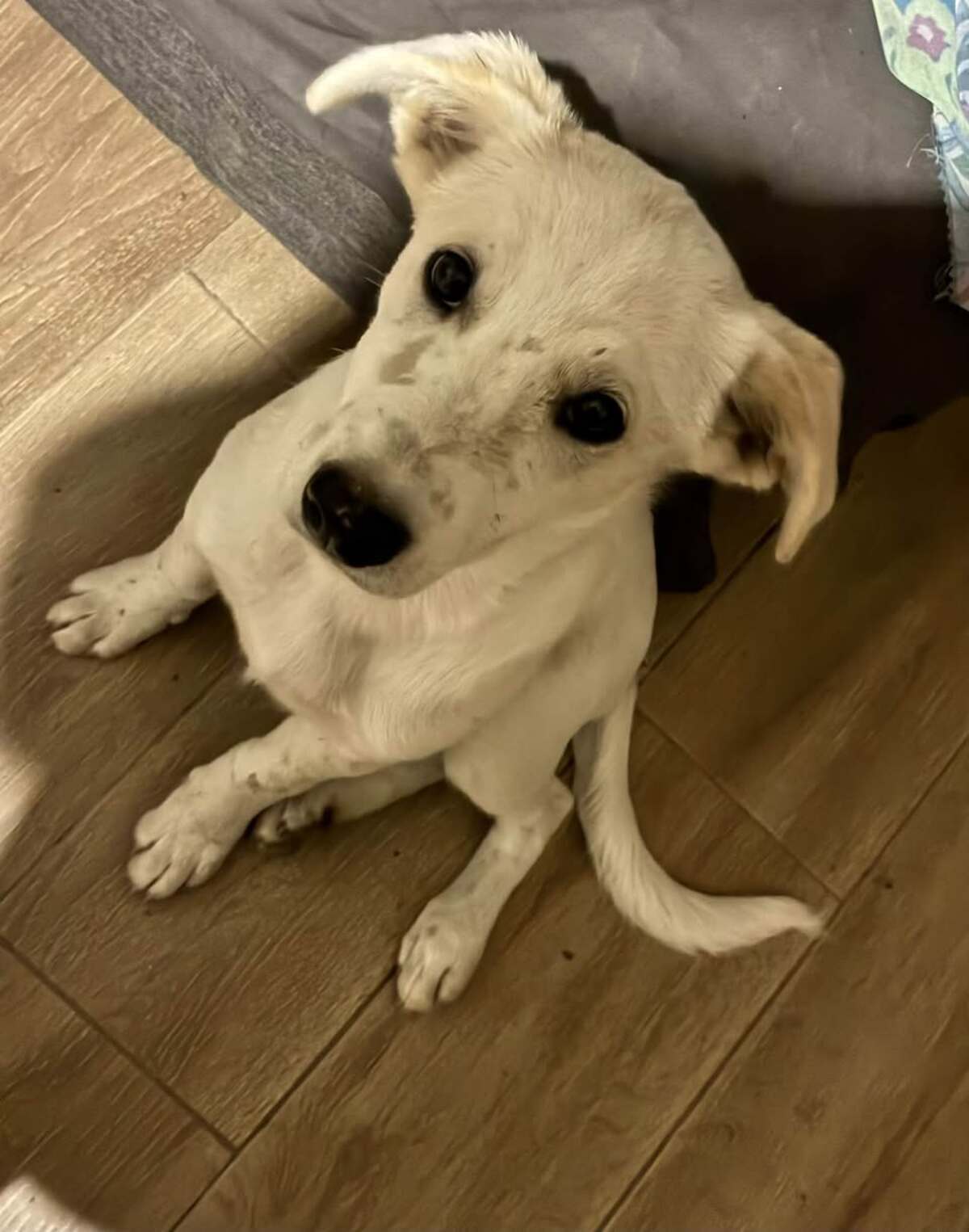 Adoption Bella