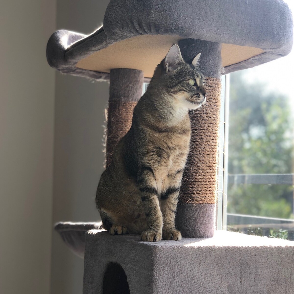 Adoption Cocotte