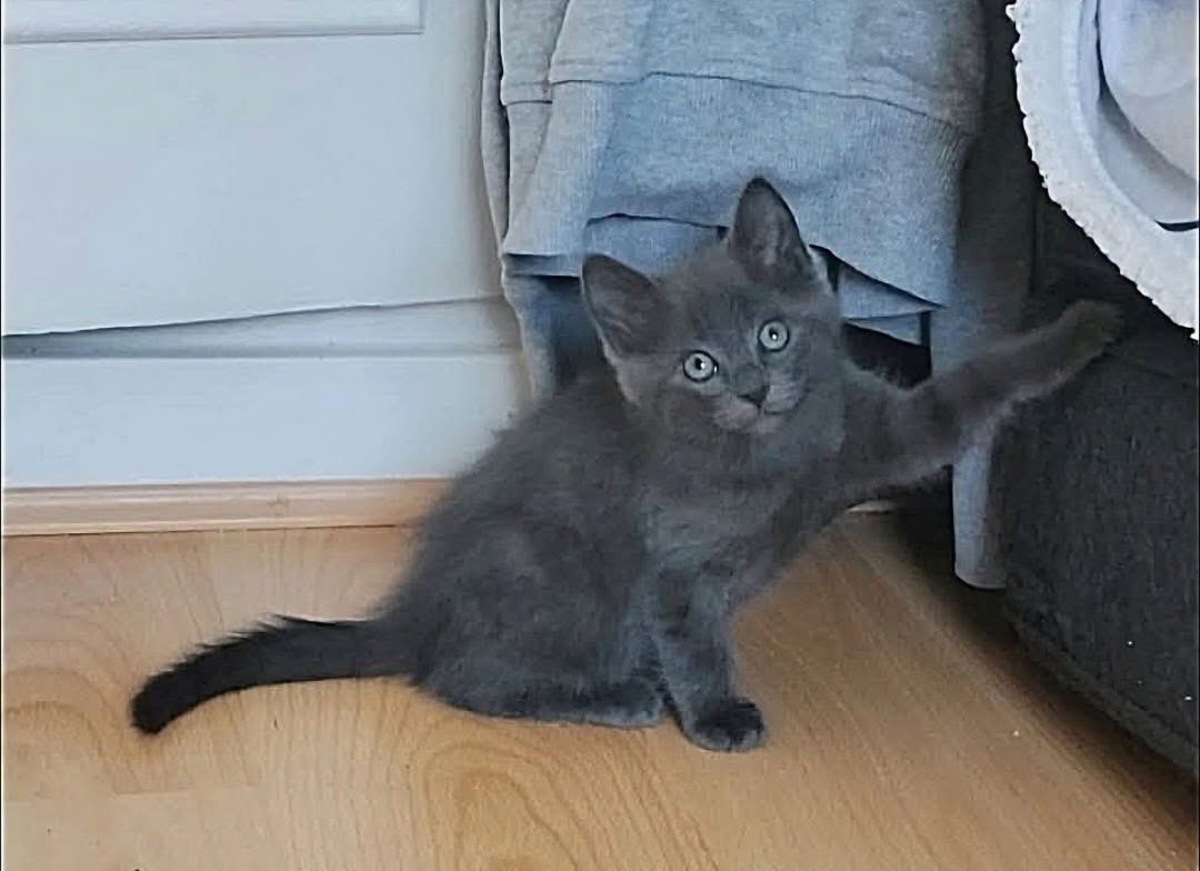 Adoption Wata et Akari