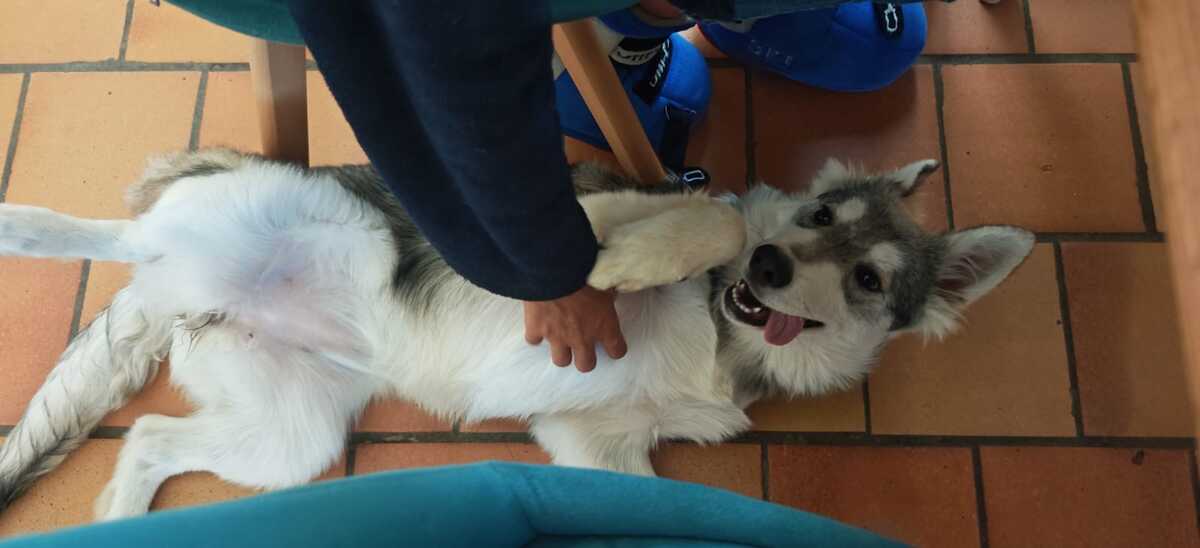 Adoption Bella