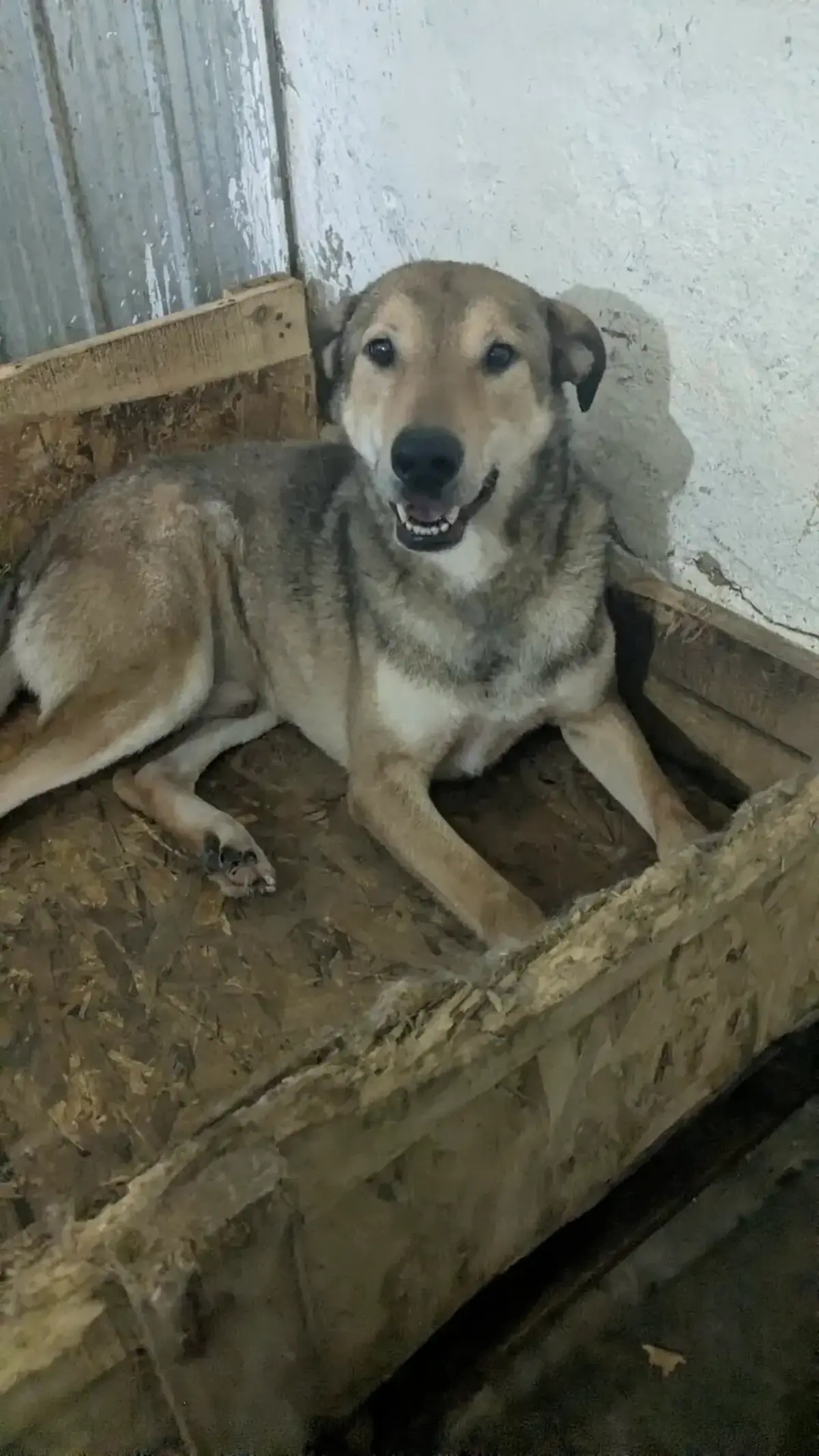 Adoption Toupy