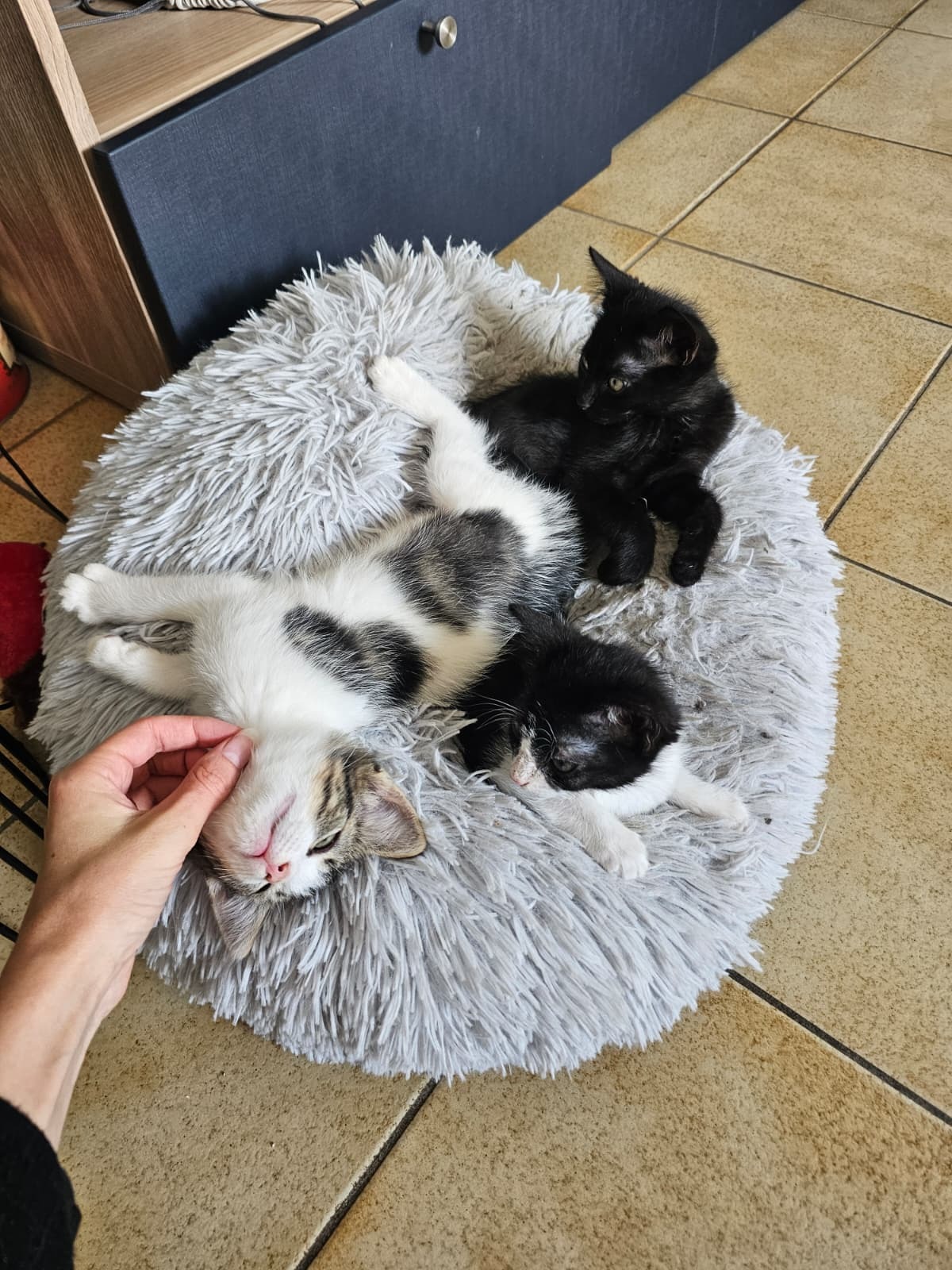 Adoption Bianca
