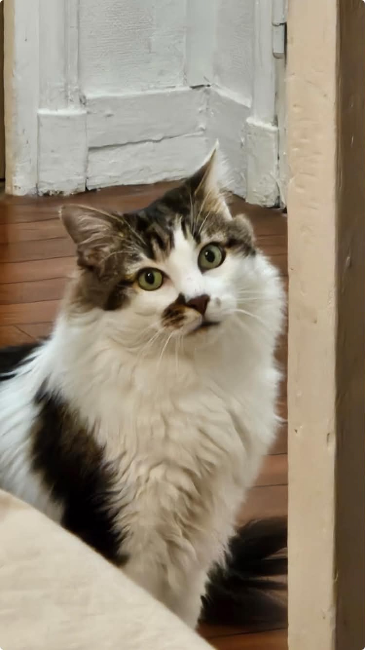 Adoption Hopper