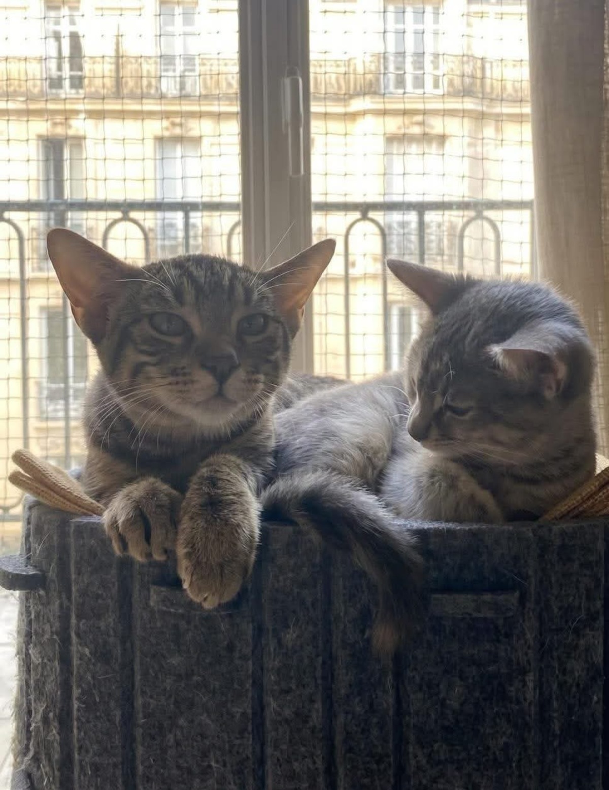 Adoption Yuji et Megumi Duo