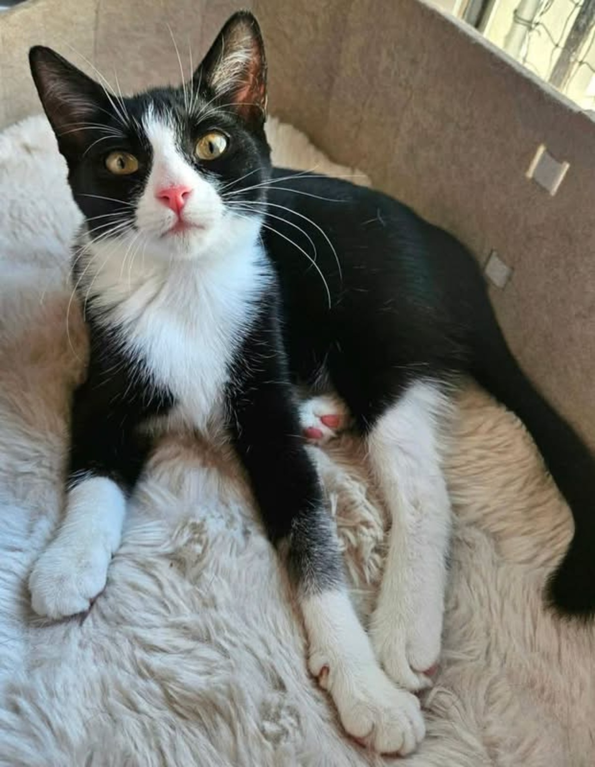 Adoption Filonna