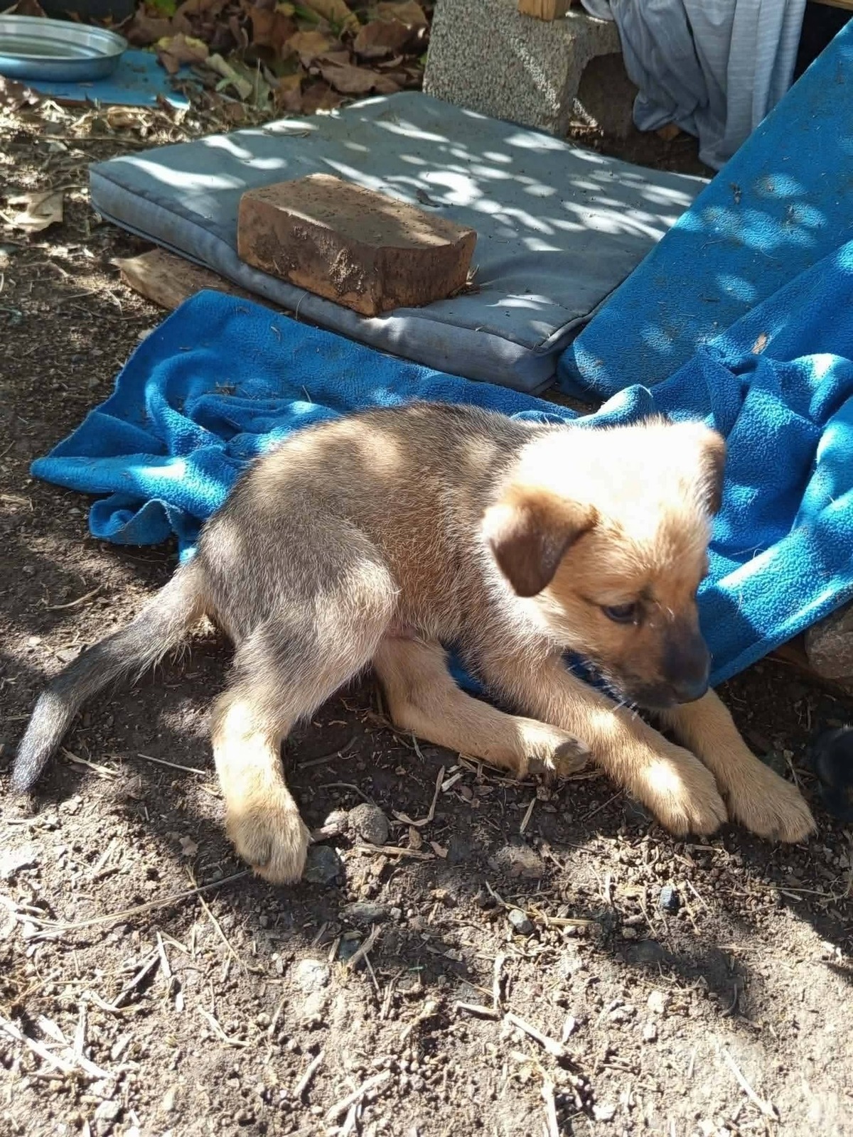 Adoption Cialao