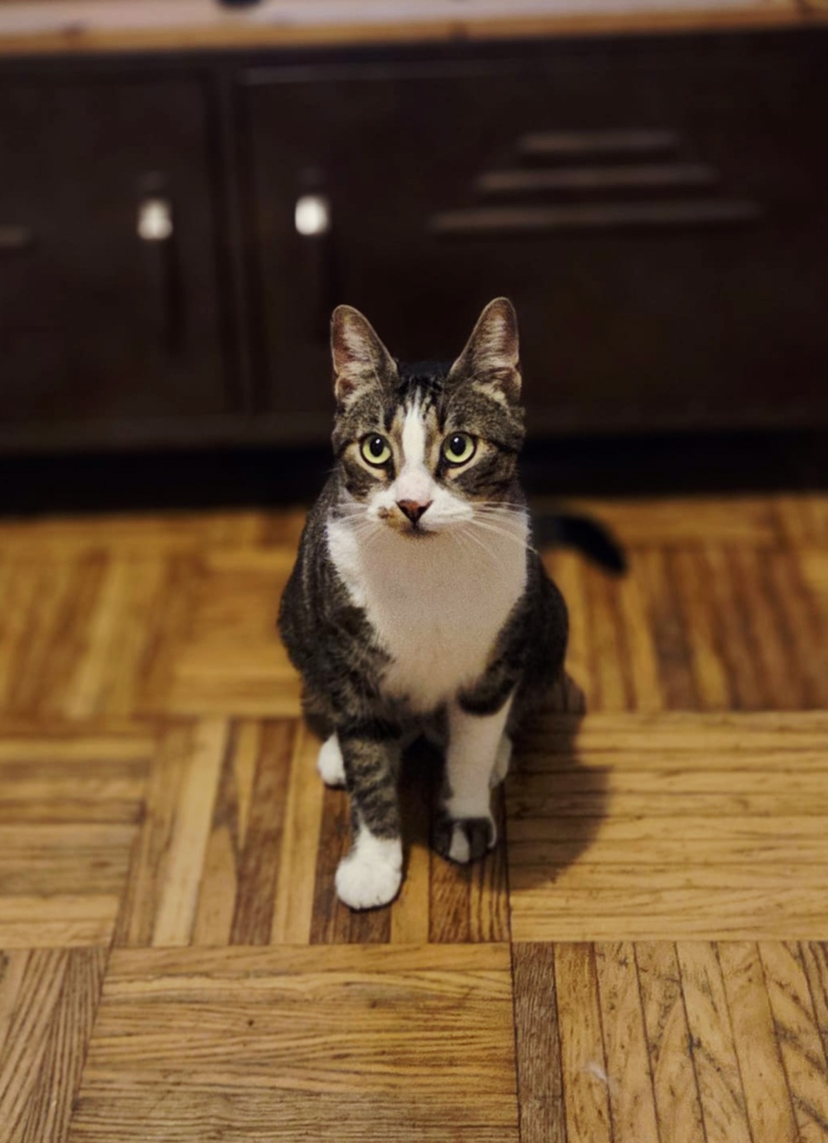 Adoption Voyou 