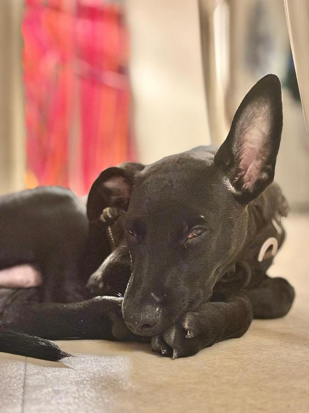 Adoption Brownie 