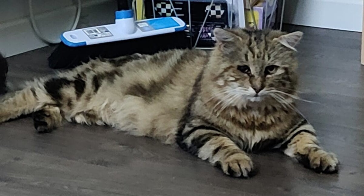Adoption Poupoune