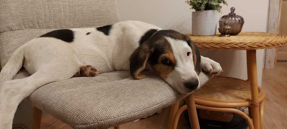 Adoption Baki
