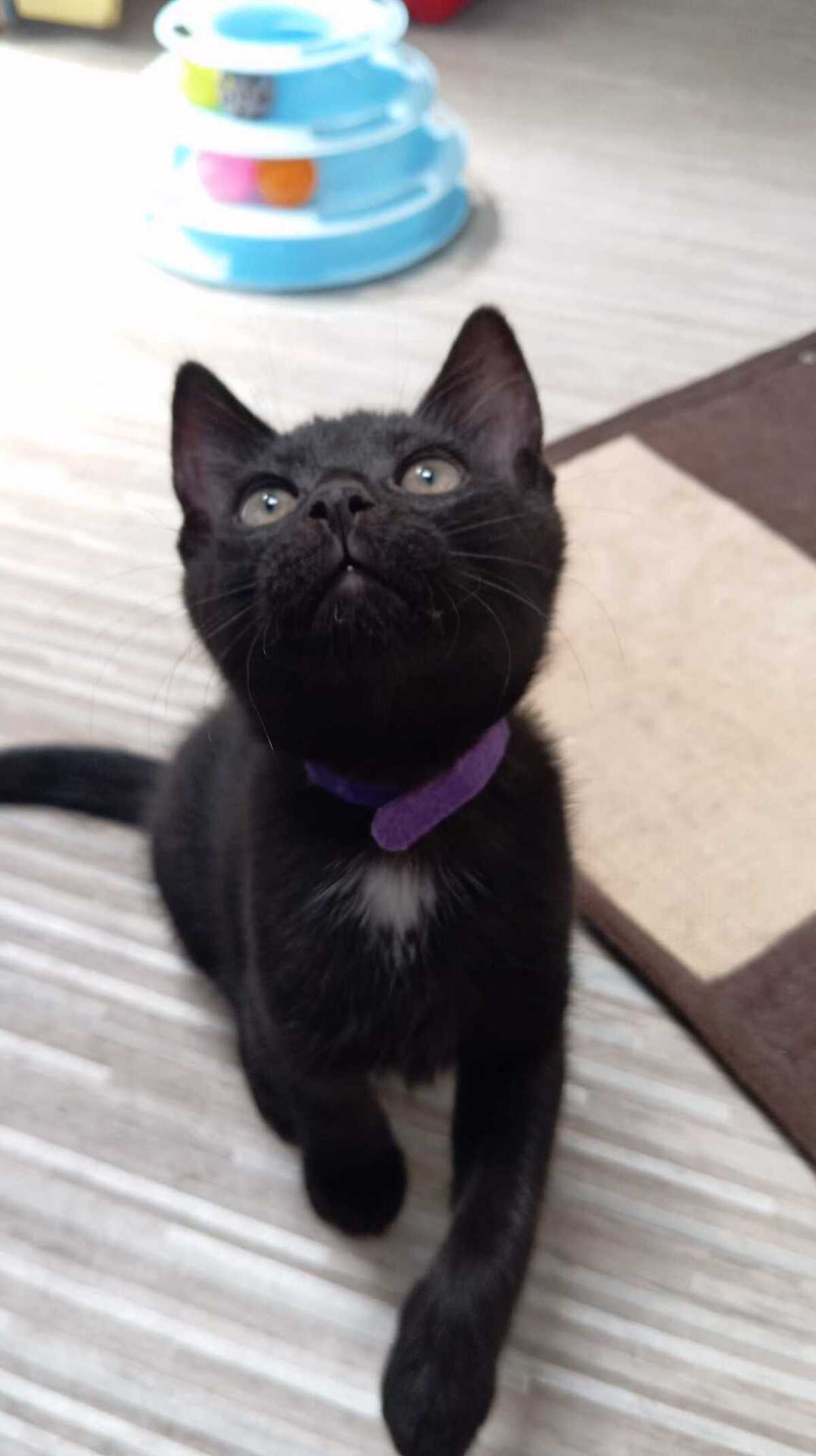 Adoption BABETH