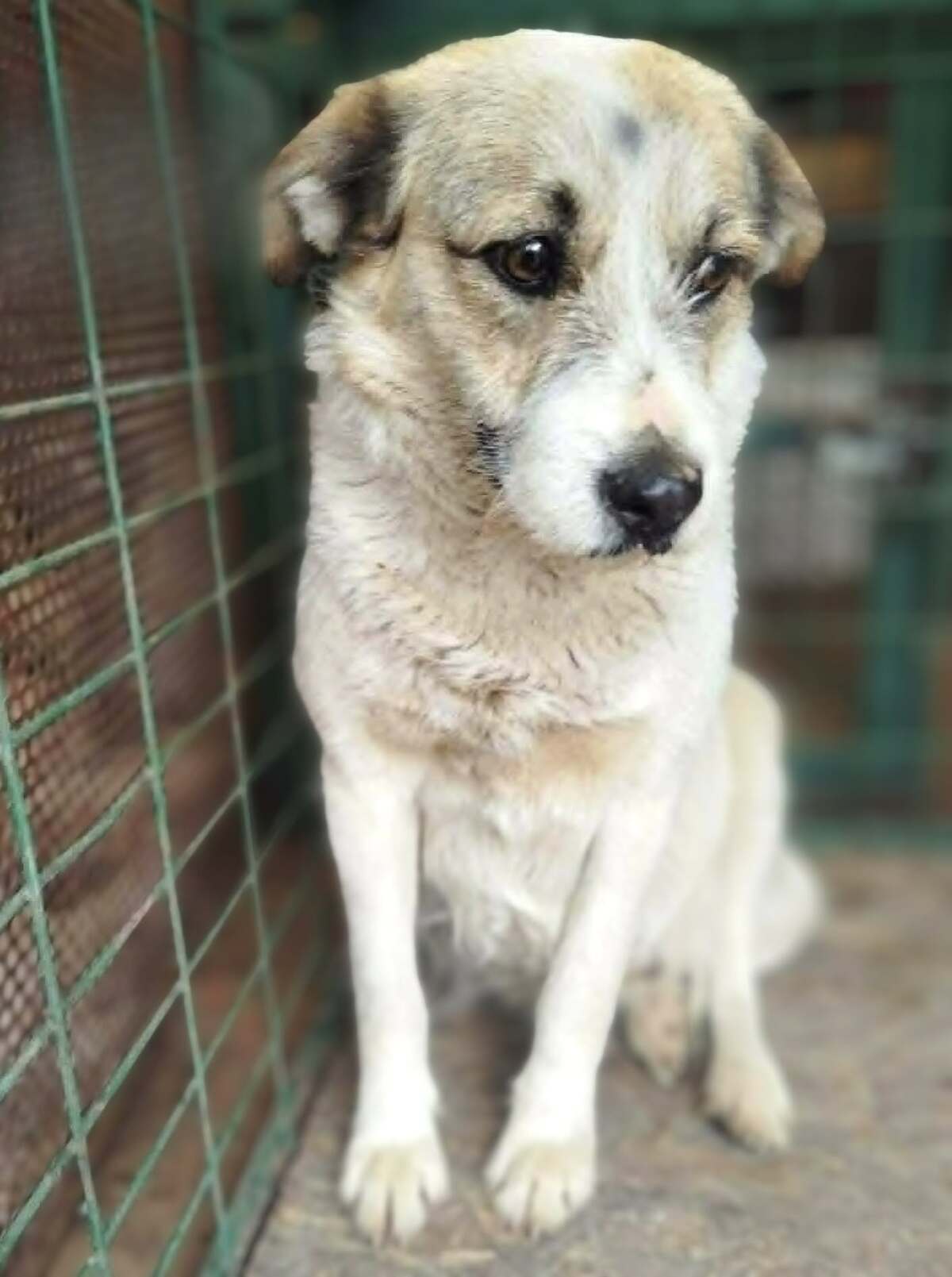 Adoption Manille