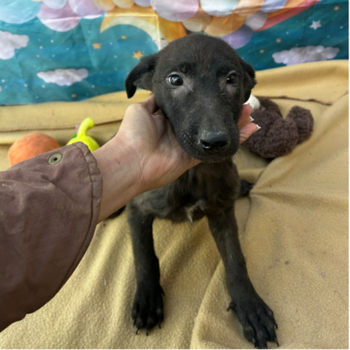 Adoption Lilo