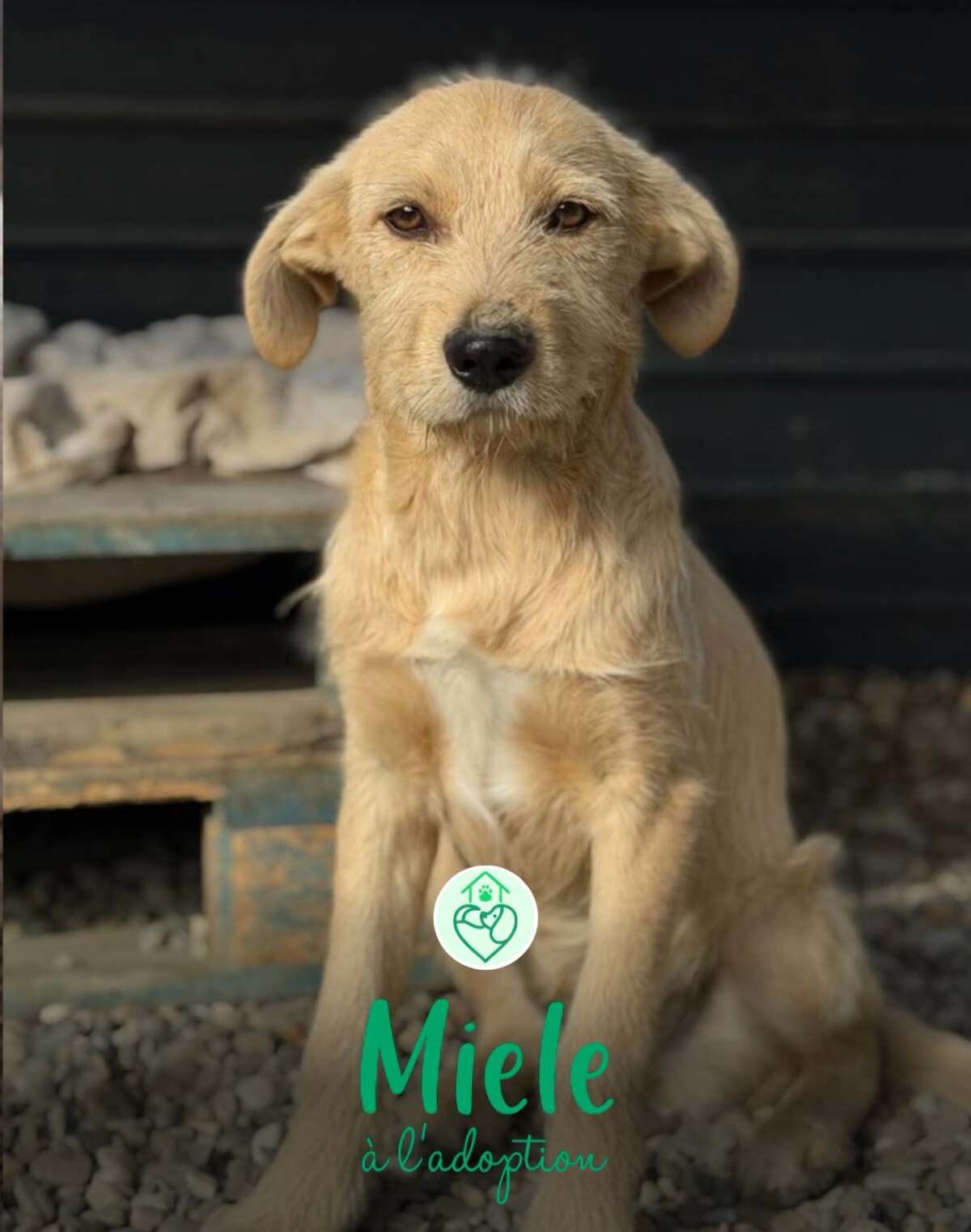 Adoption Miele