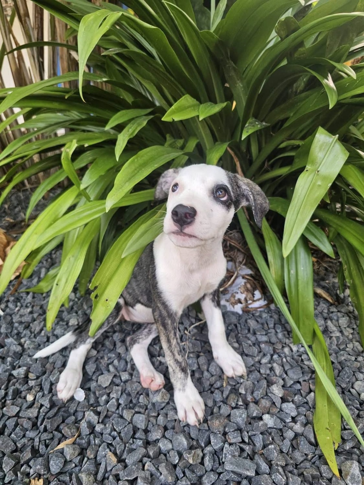 Adoption Tequila